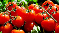 rajčata tomatoes 1